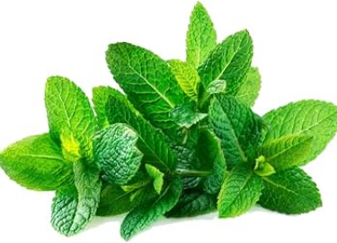 Gambar Spearmint Herb Extract